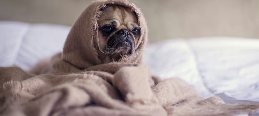 sick dog